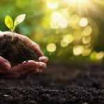 Planting Spring Plant