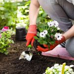 Beatify Your Garden