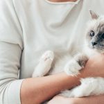 Pets are looked very cute