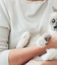 Pets are looked very cute