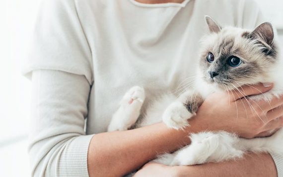 Pets are looked very cute