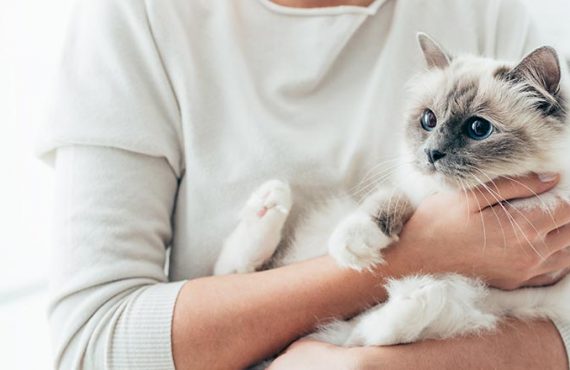 Pets are looked very cute