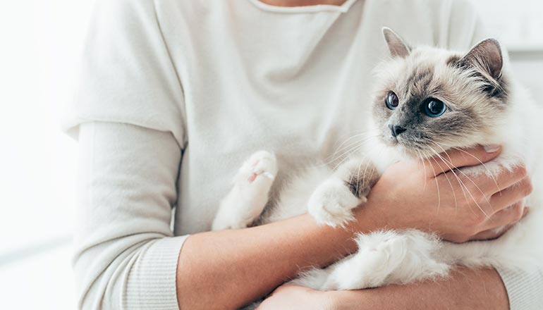 Pets are looked very cute