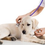 Veterinarian is helping our pets
