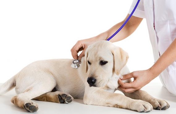 Veterinarian is helping our pets