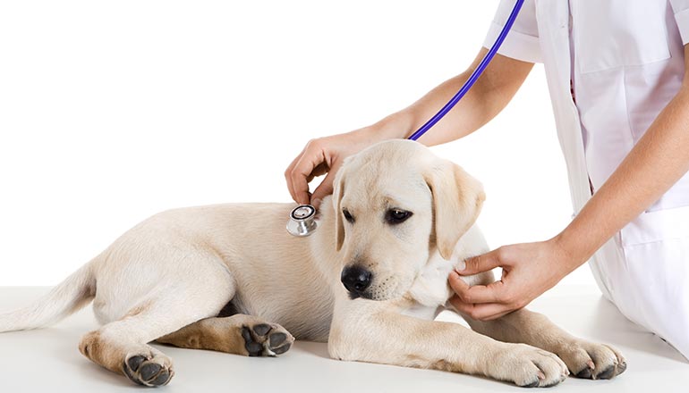 Veterinarian is helping our pets