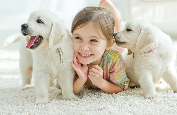 Pets are very intelligent animals