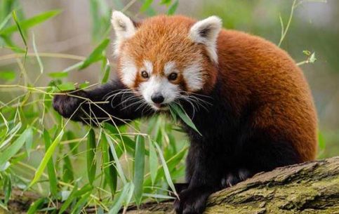 Lemur