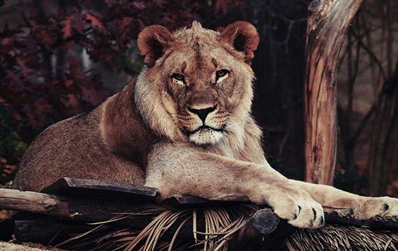 Lion