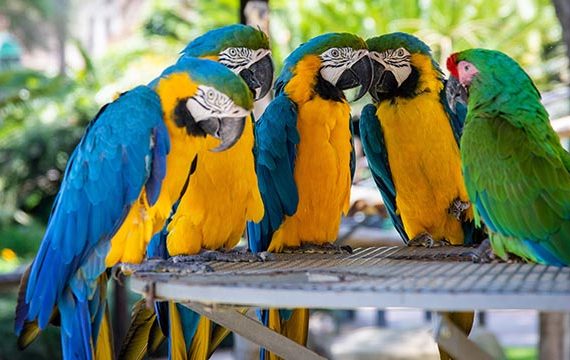 Birds