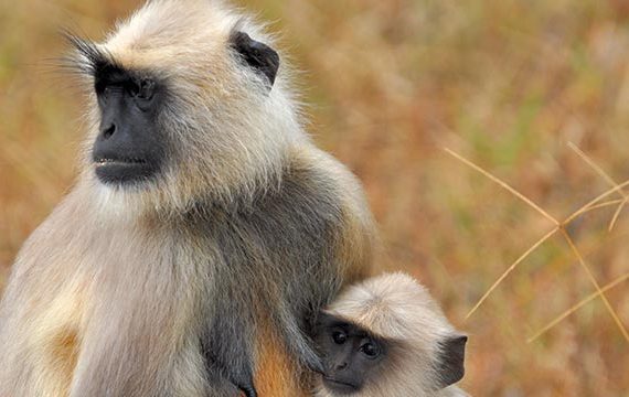Monkey