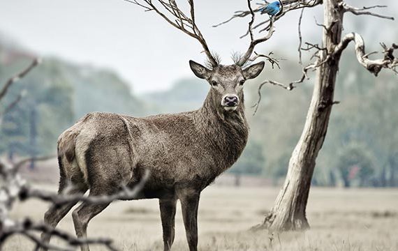 deer