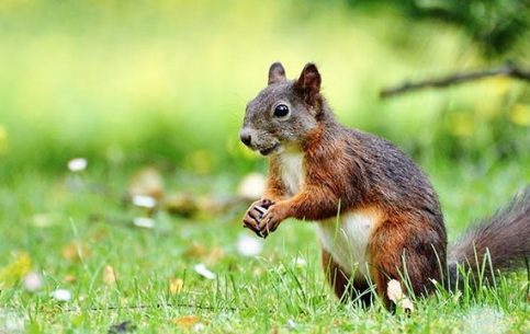 squirrel