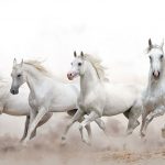 ‘Time to promote brumbies’ as heritage asset