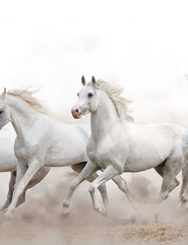 ‘Time to promote brumbies’ as heritage asset