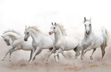 ‘Time to promote brumbies’ as heritage asset