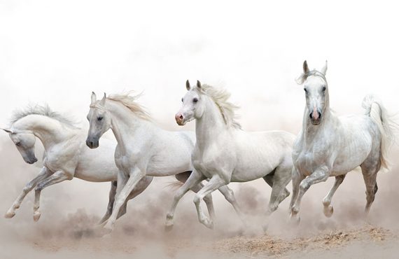 ‘Time to promote brumbies’ as heritage asset