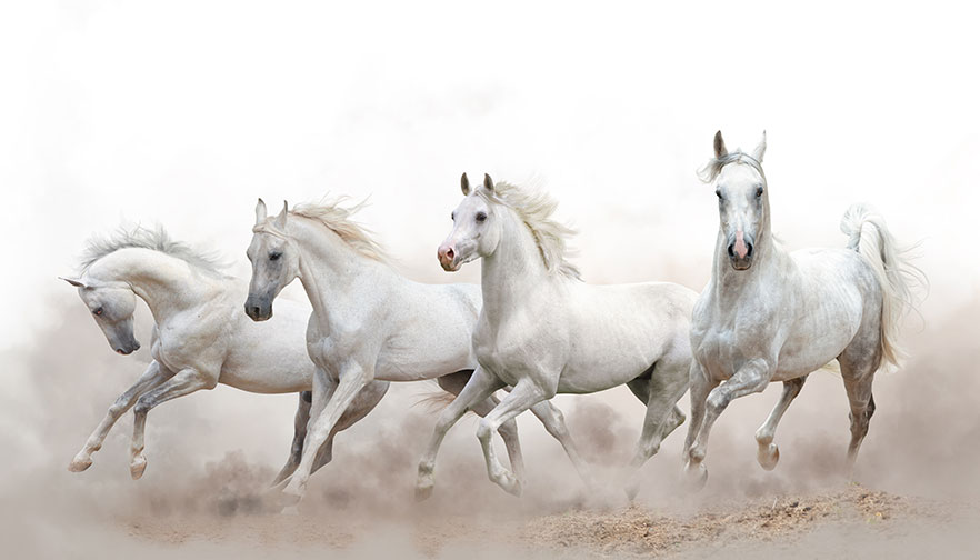 ‘Time to promote brumbies’ as heritage asset