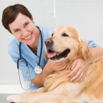 Veterinarian is helping our pets