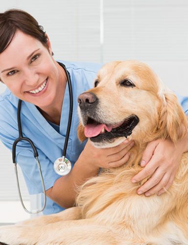 Veterinarian is helping our pets