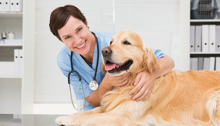 Veterinarian is helping our pets