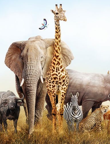 Save Animals