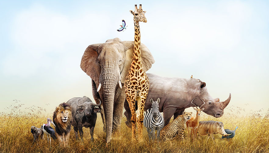 Save Animals