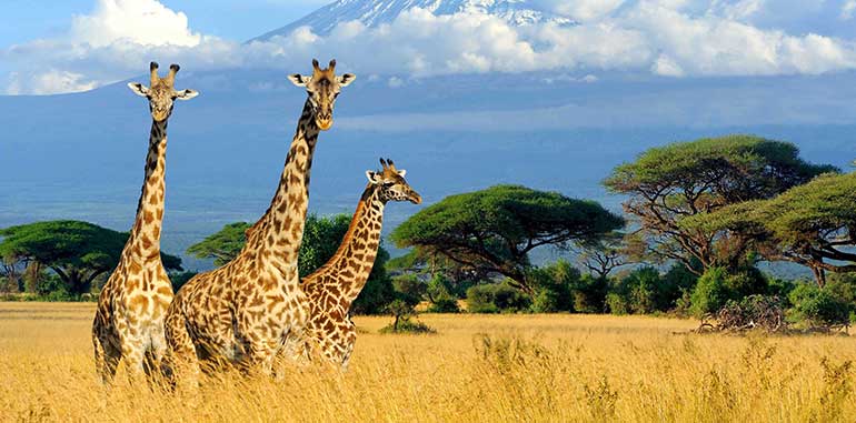 Kenya The first thing that pops up when you
