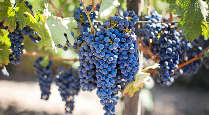 Grapes & Wines