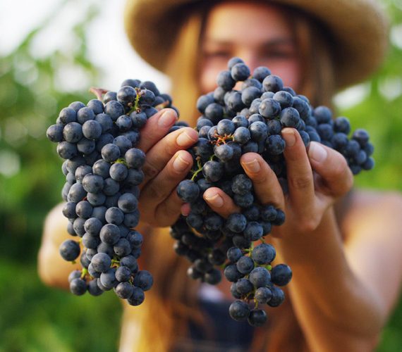 Pinot Noir