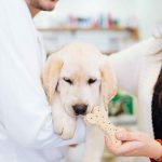 Healthy food for pets