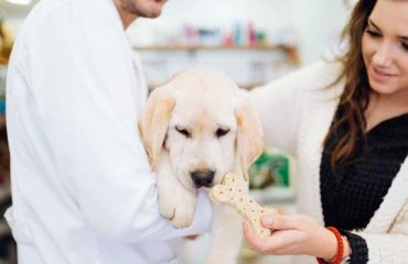 Healthy food for pets