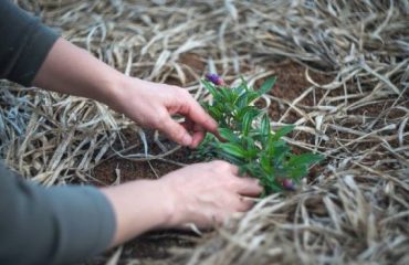 How to find best garden and lawn tools?