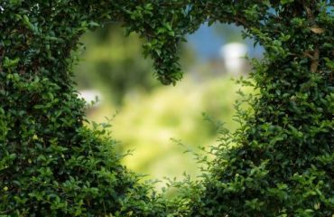 2019 Tips – Gardens and Forests