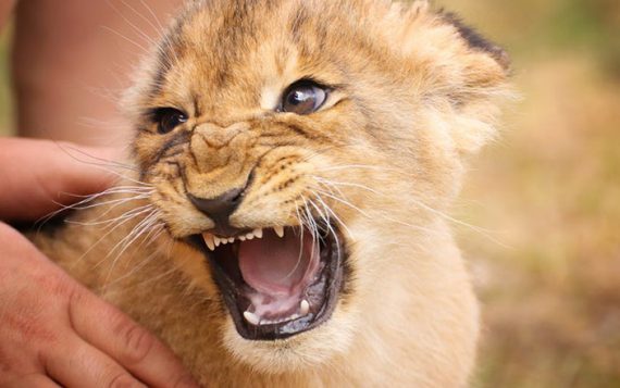 Forest Animals Rescue