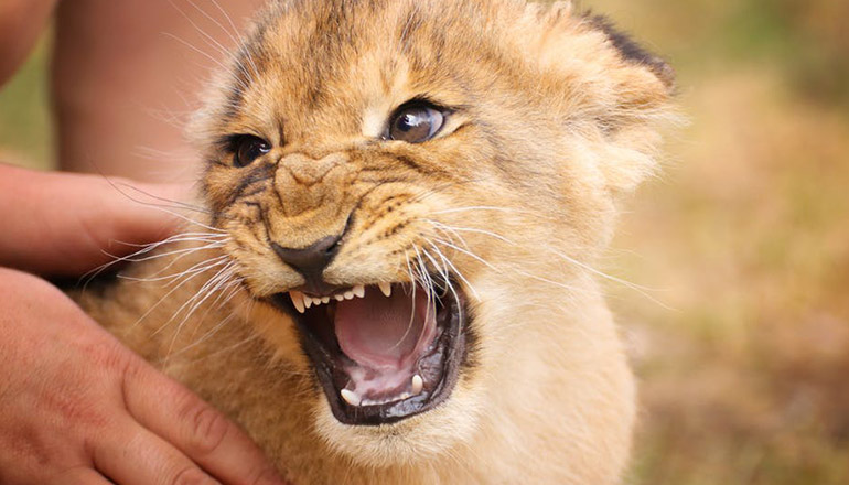 Forest Animals Rescue
