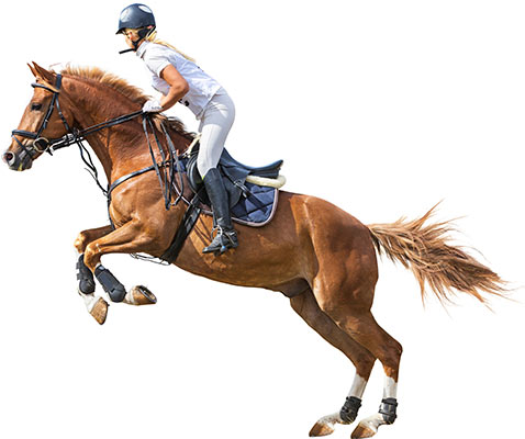 horse