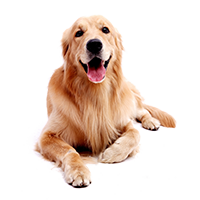Image Missing