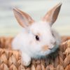 Rabbits_White_Snout_553163_1920x1080