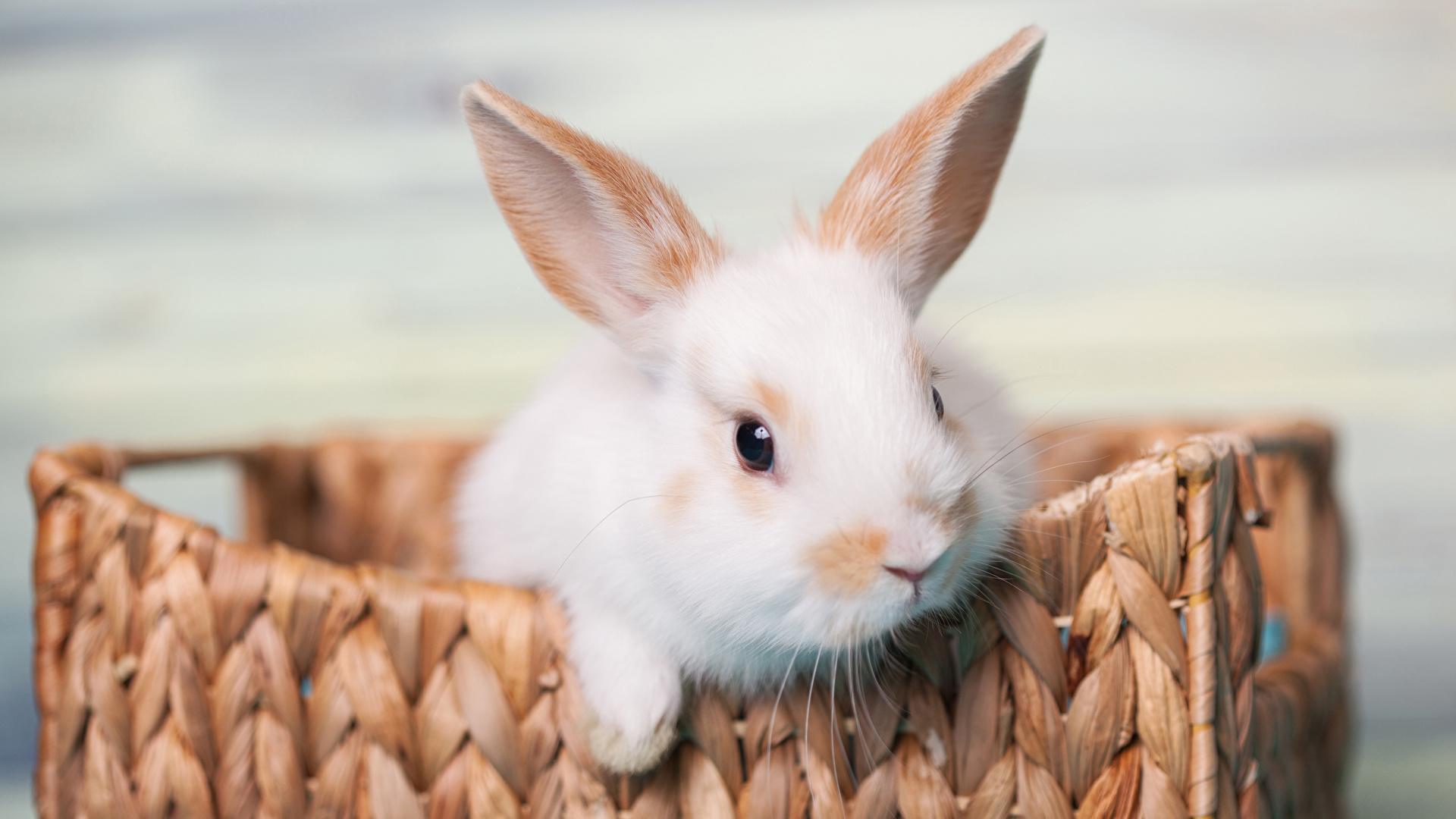 Pet Obesity Concerns