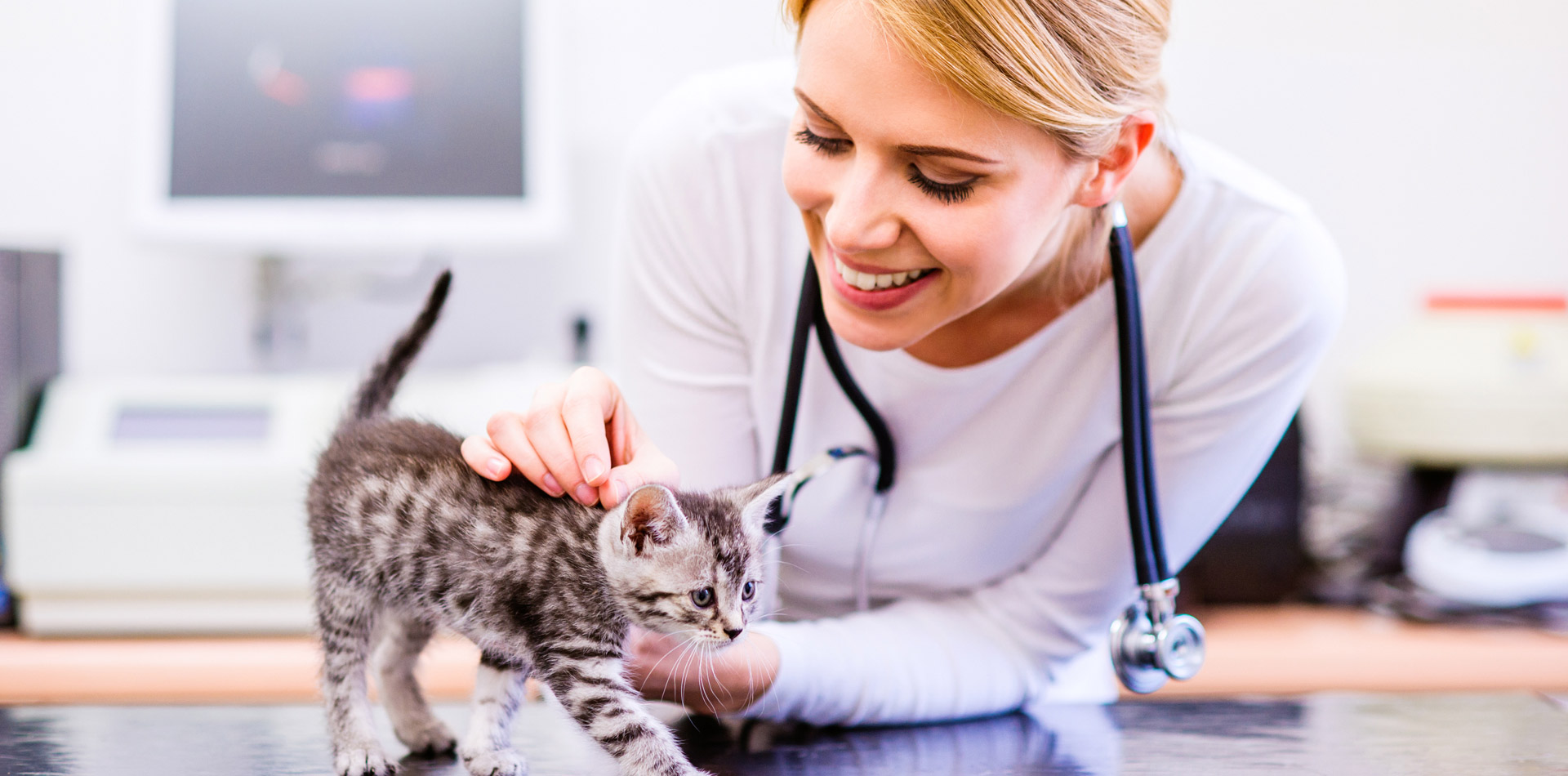 Cat Grooming Tips