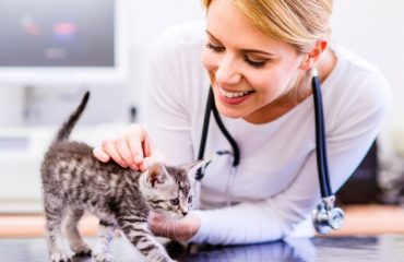 Veteninary Help