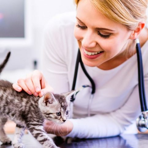 Cat Grooming Tips