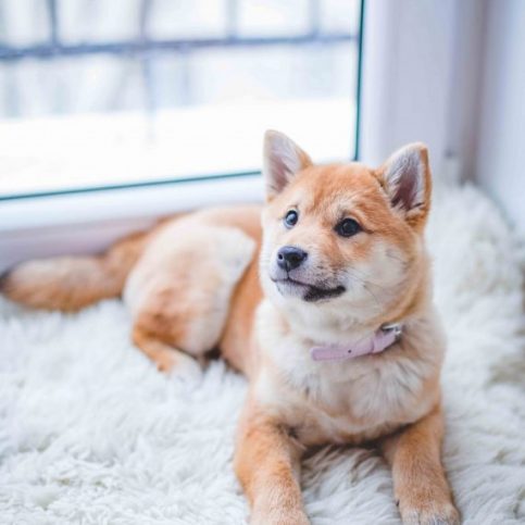 Dog Pet Care