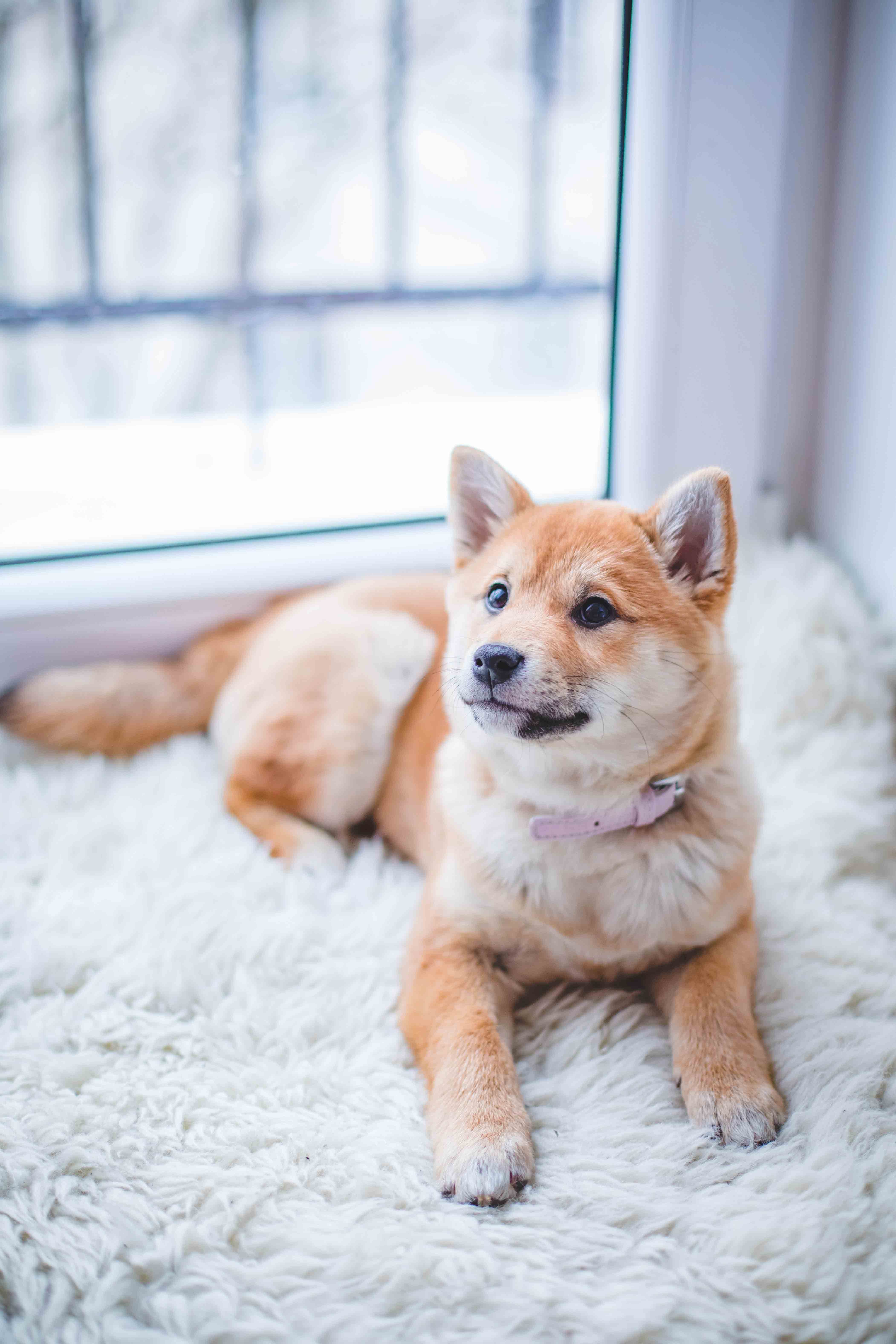 Dog Pet Care