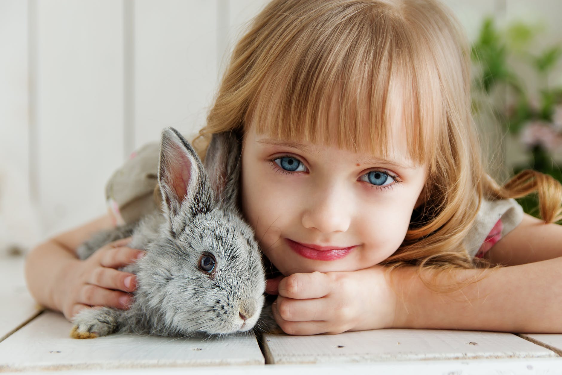 Common Cat Diseases