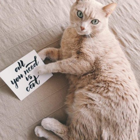 Preparing Your Animals