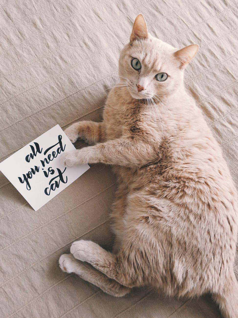 Preparing Your Animals
