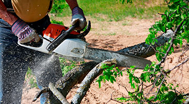 tree-services10