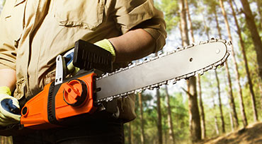 tree-services12